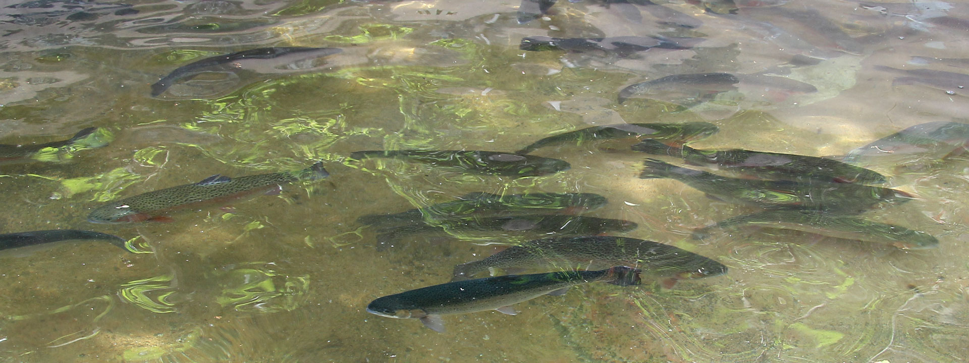 Forellenteichanlage Finkenbachtal Besatzfische